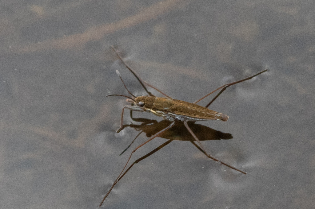 Gerris pingreensis