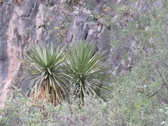 Yucca potosina