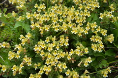 Euphrasia nankotaizanensis