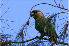 Poicephalus cryptoxanthus