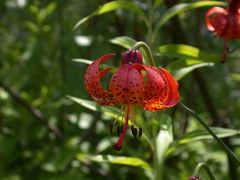 Lilium michiganense