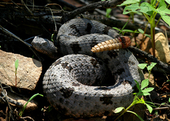 Crotalus lepidus klauberi