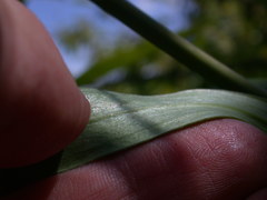 Lilium michiganense