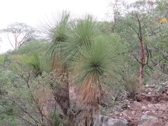 Yucca queretaroensis