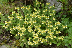 Euphrasia nankotaizanensis