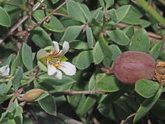 Roepera sessilifolia - Photo (c) Felix Riegel, algunos derechos reservados (CC BY-NC), subido por Felix Riegel