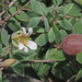 Roepera sessilifolia - Photo (c) Felix Riegel, algunos derechos reservados (CC BY-NC), uploaded by Felix Riegel
