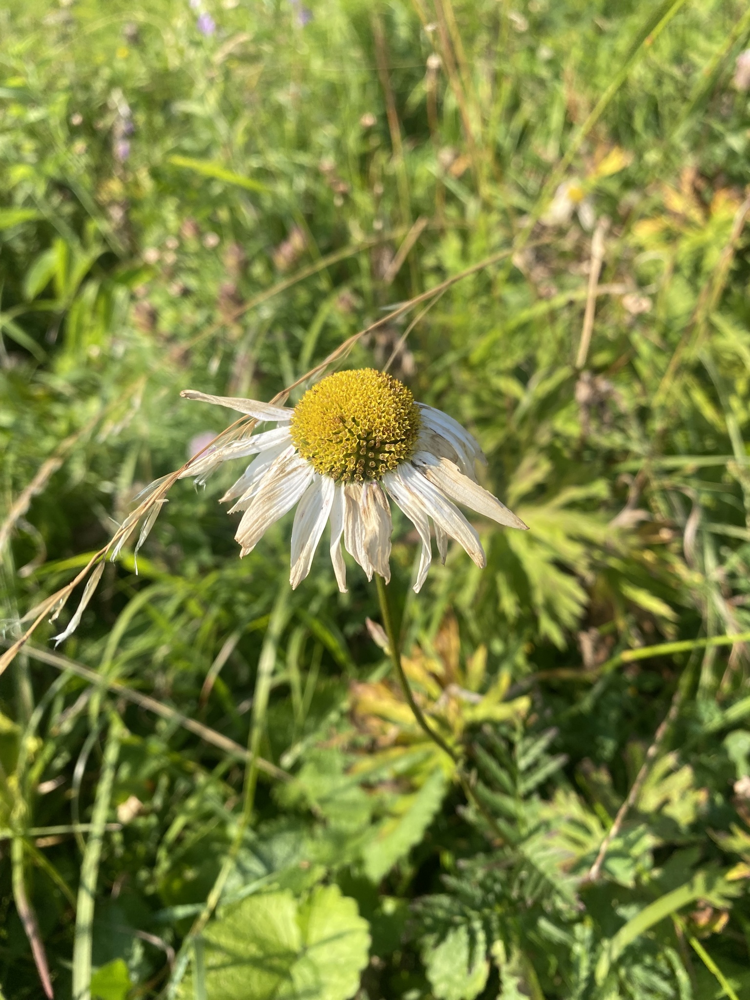 Pyrethum Daisy (Tanacetum coccineum)