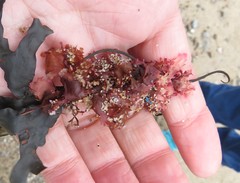 Phycodrys rubens