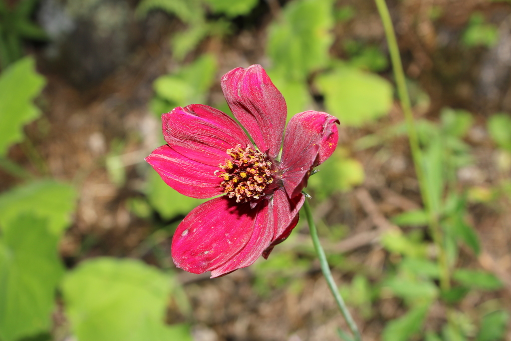Cosmos concolor; photograph (c) Rodolfo Maximiliano Gutiérrez-Sánchez, some rights reserved (CC BY)