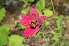 Cosmos concolor