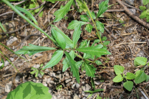 Cosmos concolor, photograph 6
