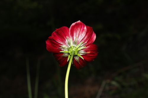 Cosmos concolor, photograph 1