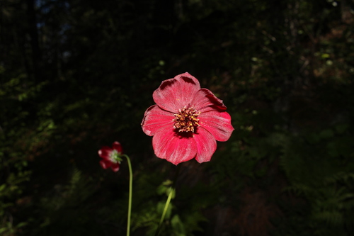 Cosmos concolor, photograph 5