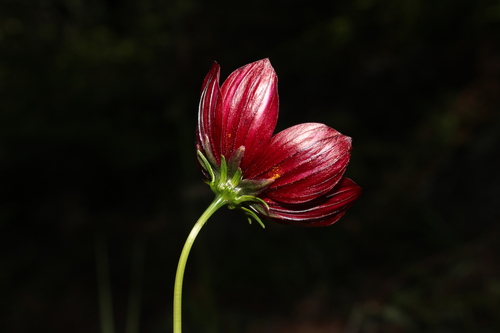 Cosmos concolor, photograph 2