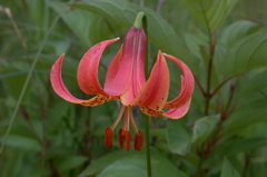 Lilium michiganense