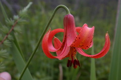 Lilium michiganense