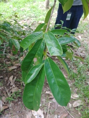 Annona muricata