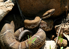 Crotalus willardi willardi