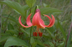 Lilium michiganense