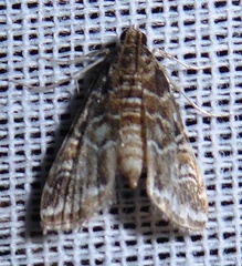 Elophila difflualis