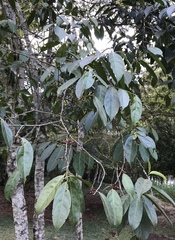 Lacistema aggregatum