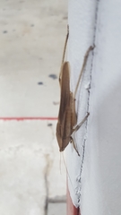 Neoconocephalus