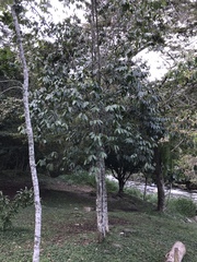 Lacistema aggregatum