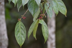 Lacistema aggregatum