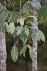 Lacistema aggregatum