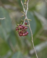 Lacistema aggregatum