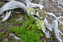 Angelica morrisonicola