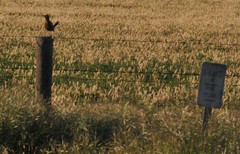 Cincloramphus cruralis