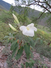 Ipomoea rzedowskii