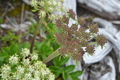 Angelica morrisonicola