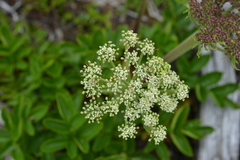 Angelica morrisonicola