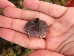 Cryptolithodes sitchensis