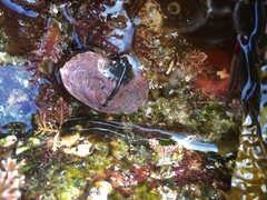 Cryptolithodes sitchensis