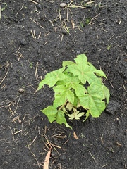 Vasconcellea pubescens