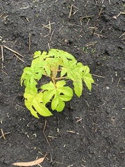 Vasconcellea pubescens