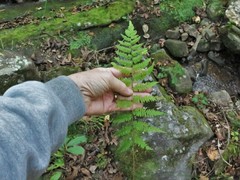 Athyrium