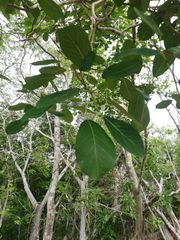 Ficus petiolaris
