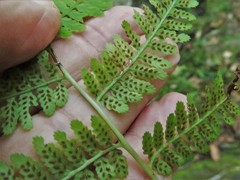 Athyrium