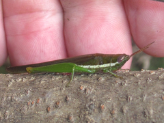 Stenacris vitreipennis