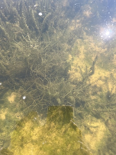 Hairlike Pondweed (Potamogeton trichoides)
