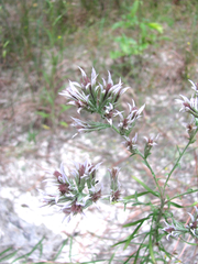 Liatris hesperelegans