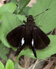 Notocrypta