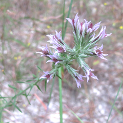 Liatris hesperelegans