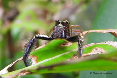 Colopsus