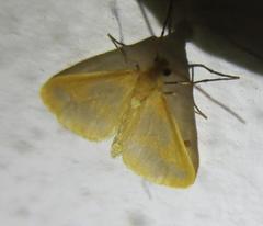 Eubaphe helveta